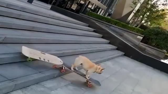 Funny dog collection # silly dog at home # # dog is the most loyal friend of mankind (2)
