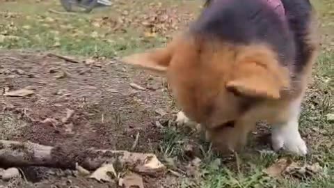 10/10 effort. 100/10 hiding skill.