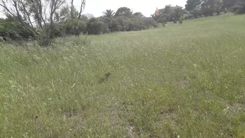 Awesome wind sound at the park