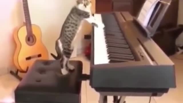 Cat creative video