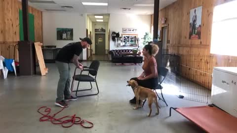 Leash reactive dog training- Dog reactivity training-chain training