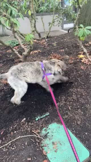 Puppy digging in the dirt!