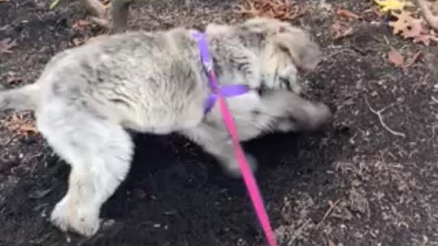 Puppy digging in the dirt!