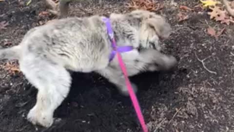 Puppy digging in the dirt!
