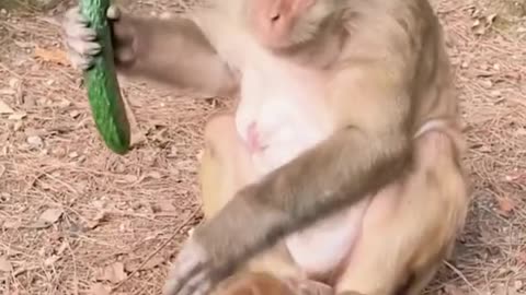 Share cucumber mom monkey