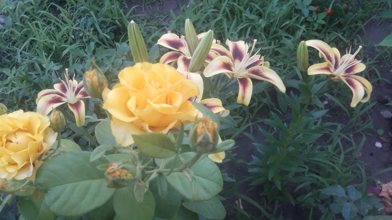 Yellow rose