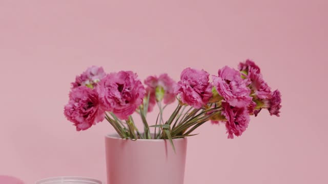 Pink and white beauty flowers