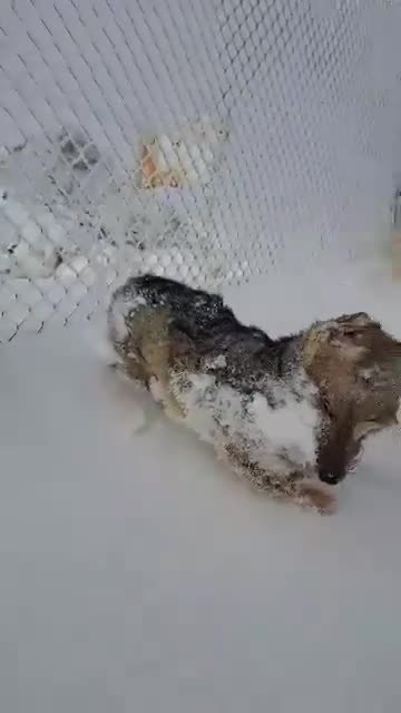 ❌ Un cucciolo di volpe è morto congelato a causa del freddo.