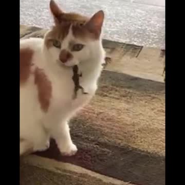 Lizard Eat Cat and Cat Try to Escape