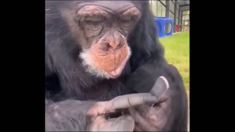 Cute and Funny Chimpanzee Moments 🐵