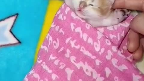 cute baby cat cover up and sleep so lovely , Best Funny Cat Videos Of This Week #short 29