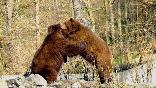 Bear brown bear battle