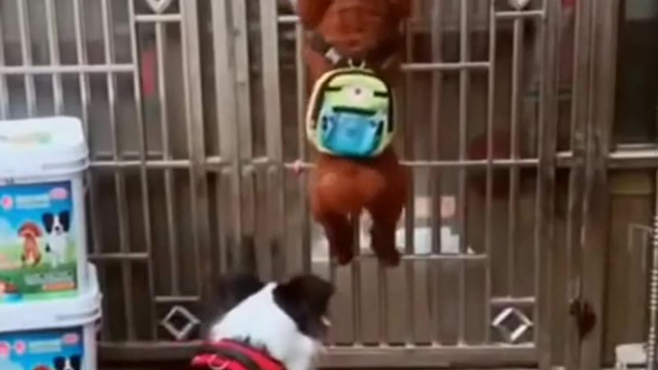 Dog vs Hen