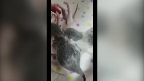 Three newborn kittens