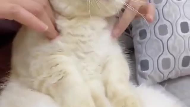 Cute cat funny videos