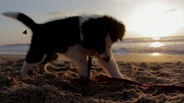 Cute Puppy Dog playing at beach