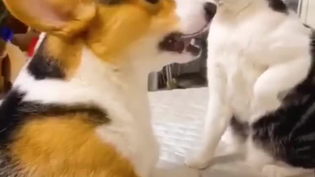 Funny cat and dog enjoying movement