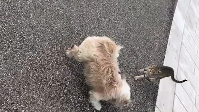 Cat follows running dog