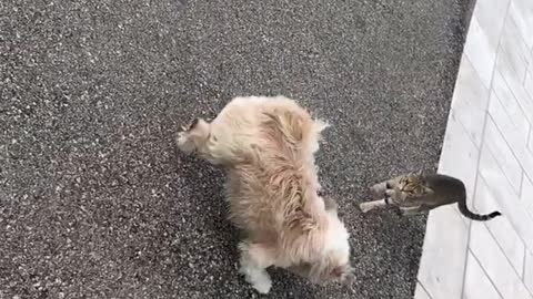 Cat follows running dog