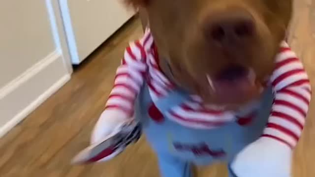 Funny Video dog 2022