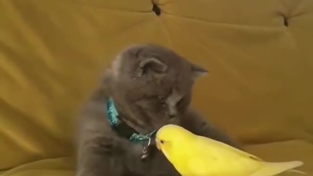 How cute they are best friends