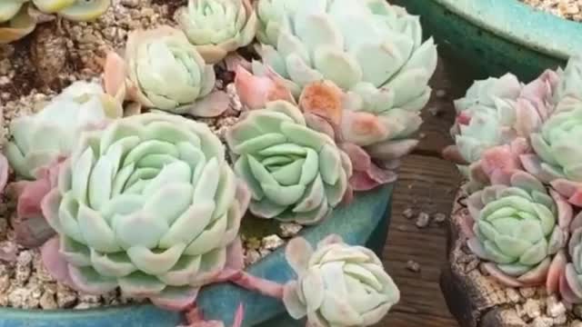 COLORFUL SUCCULENTS