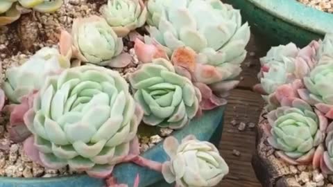 COLORFUL SUCCULENTS