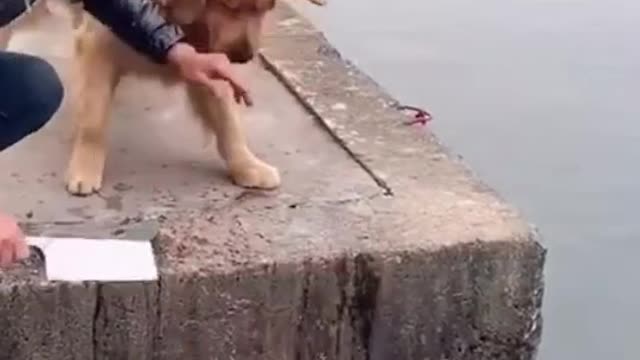 Best funny dog likee videos.Dog sympathy .