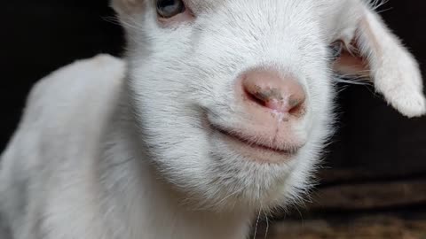 cute goat baby voice is so adorable