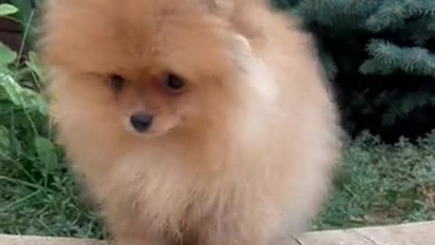 Funniest &cutest puppies### funny puppies video