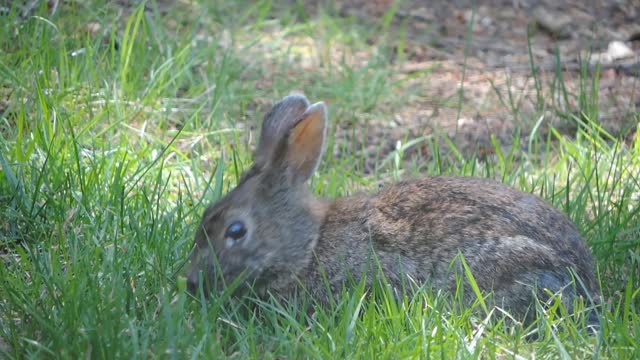 Cute Bunny Eating Grass Shorts!