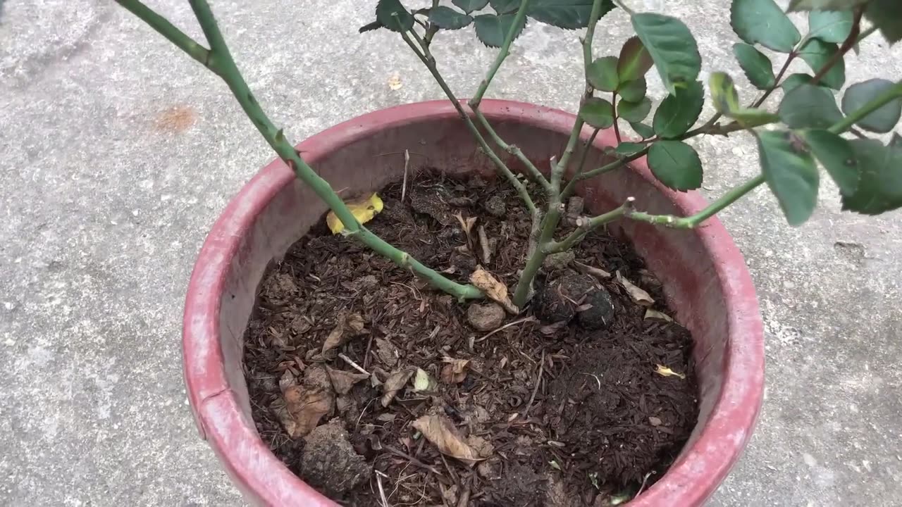 Planting a rose