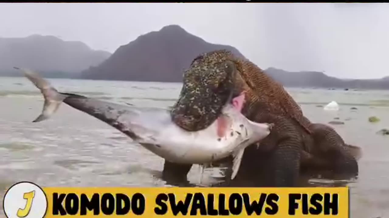 Komodo Dragon Hunting Wild Animals