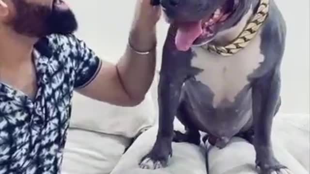 Funny Pitbull Dog | #shorts | Funny Pitbull Dog