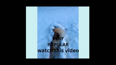 smart and cutest dog video