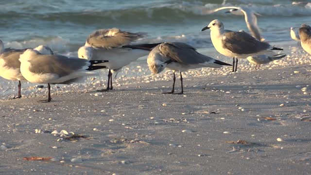 clip of Seagulls at Beach Stock