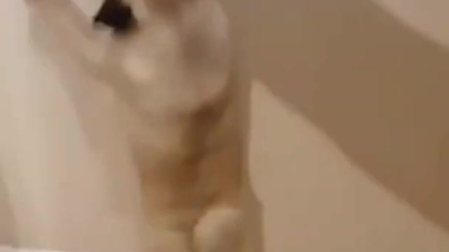 Funny Dog Videos | Shot on iPhone | #0108 #shorts #viral #dog