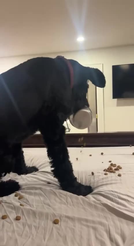 Probably learned from his human 🤣