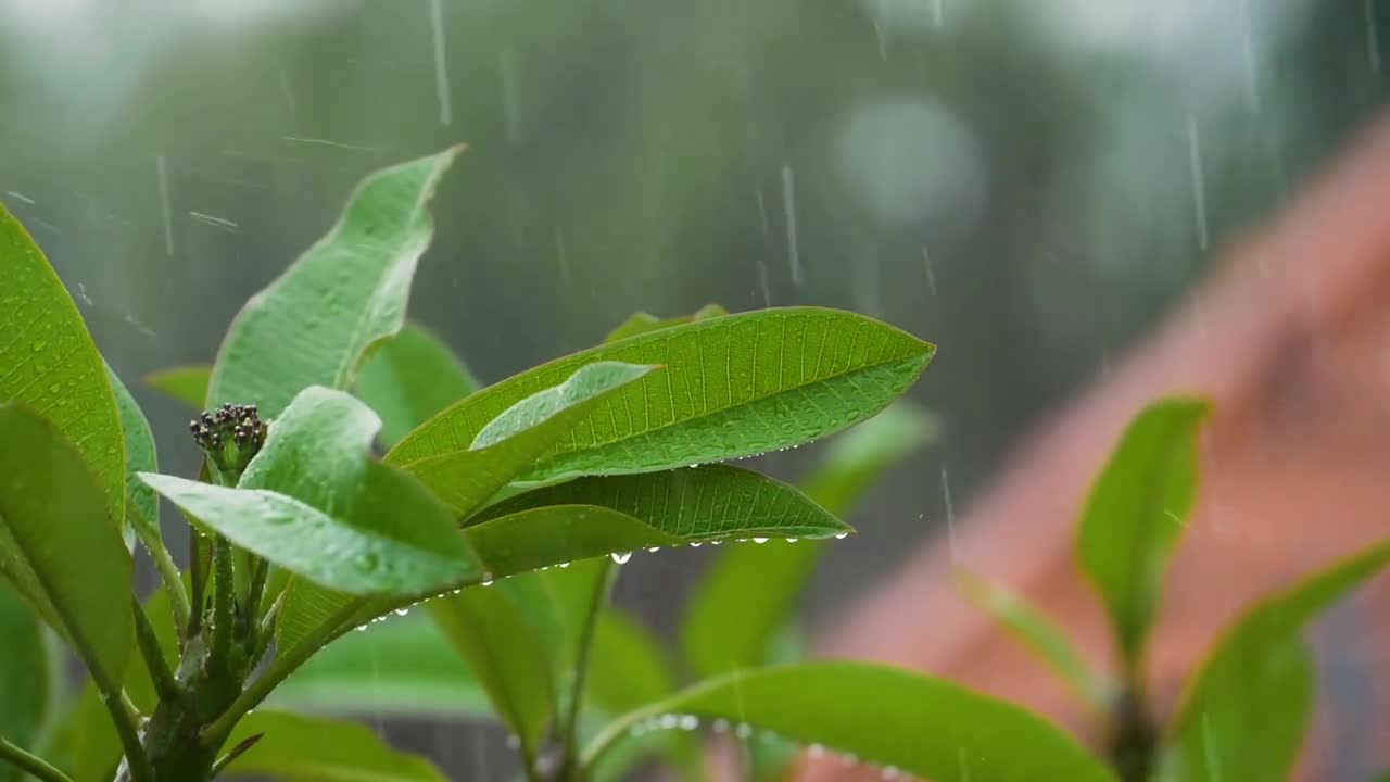 green vitality