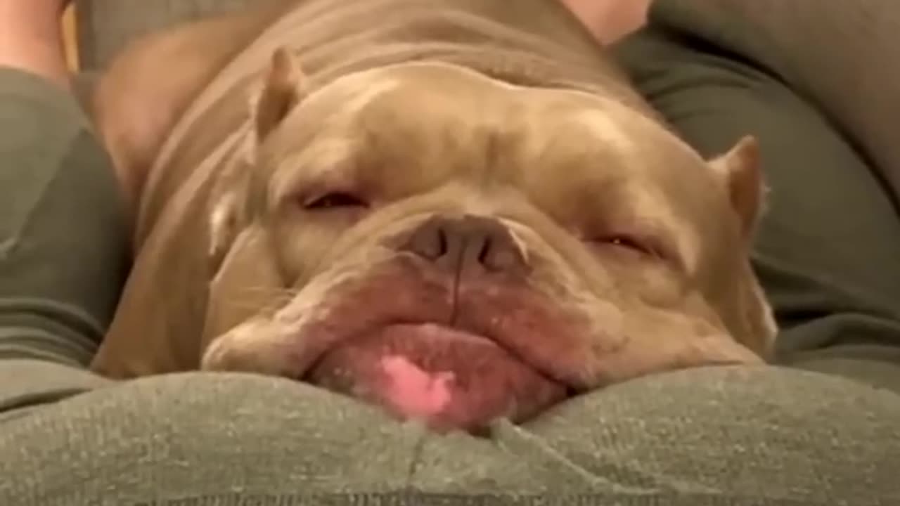 Funny dog reaction