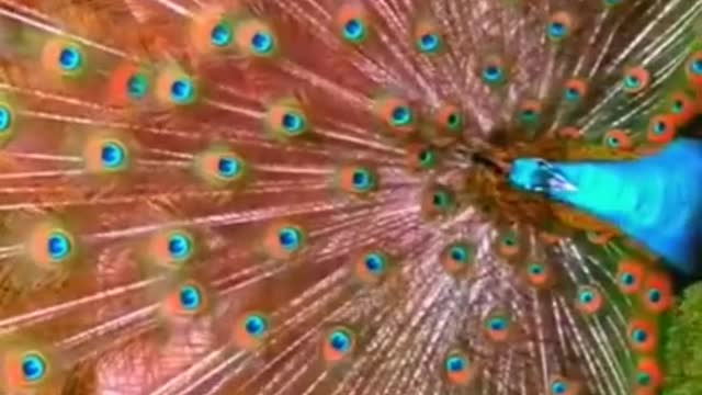 Most beautiful Peacock🤩 || Must watch 👍