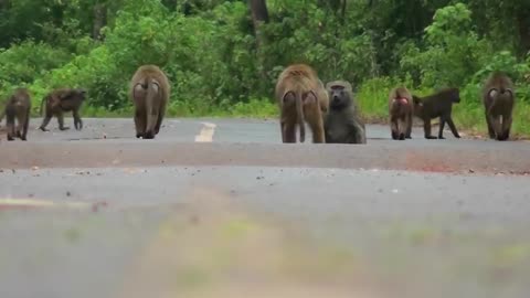 Most Fearless Animals In The World