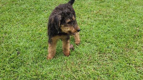 Airedale Puppy Guard Dog