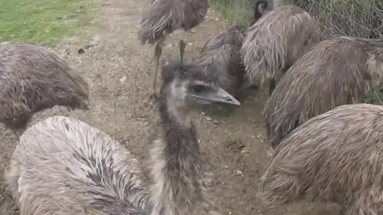 Mass bird genome study reveals close links with dinosaurs