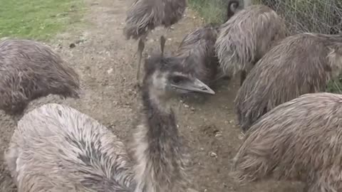 Mass bird genome study reveals close links with dinosaurs