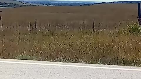 Horses near Grenola Kansas