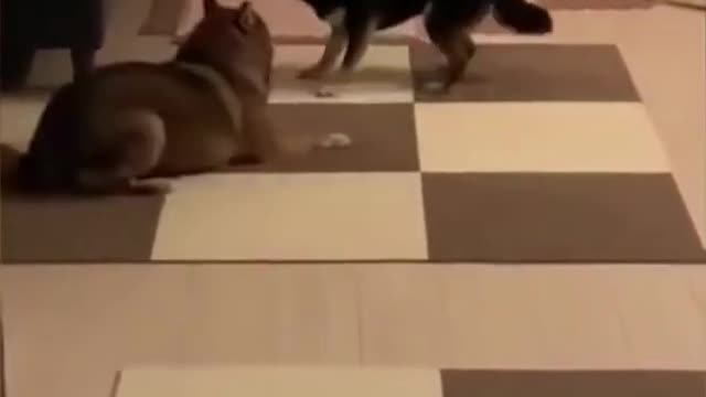 Dogs copying each other by spinning in circles!