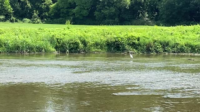 White Egret family visiting James Garden