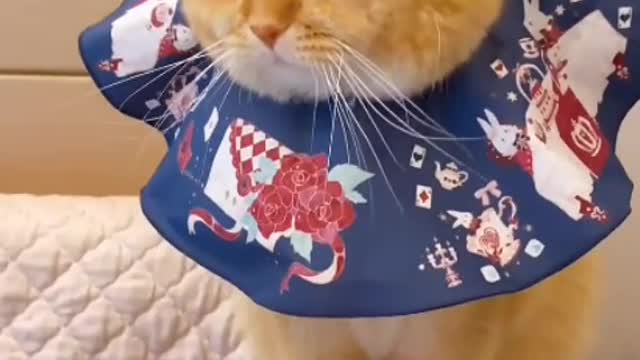 The little cat gets up in the morning and stretches first