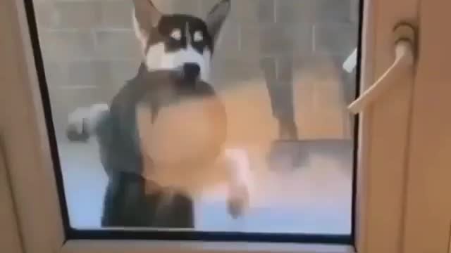 Have you seen your dog dancing like this cutie?😏💞